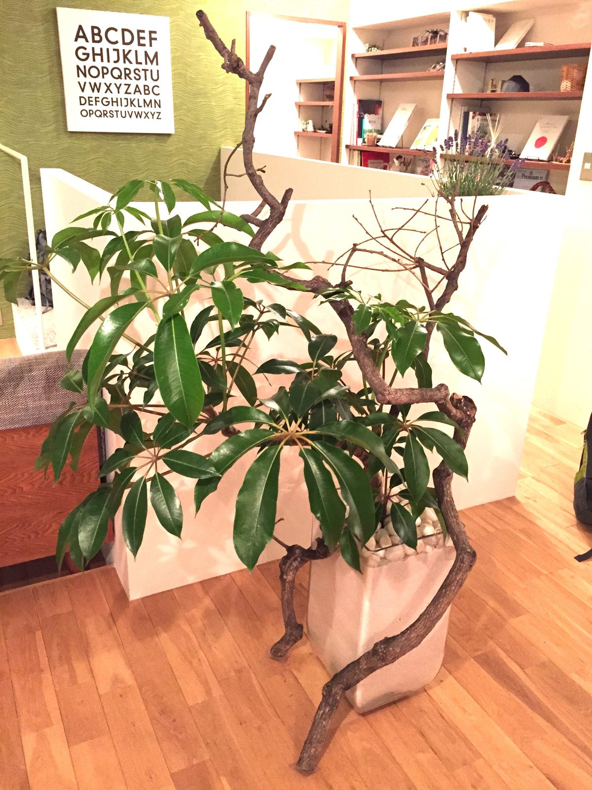さいたま市の個人邸。ガラスの器に植えたチュピタンサスと柿の古木